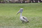 Pelican Bird On Green Grass Field Stock Photo