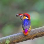 Male Black-backed Kingfisher Stock Photo