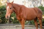 Horse In The Paddock Stock Photo