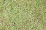 Green Grass Surface Background Stock Photo