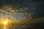 Bird And Sea On Morning Time Stock Photo