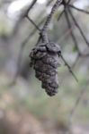 Macro Photo Of A Brown Pine Cone Stock Photo