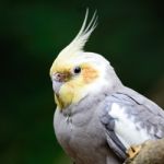 Cockatiel Stock Photo