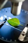 Observation Of A Green Leaf With A Microscope Stock Photo