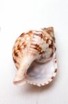 Seashell On White Stock Photo