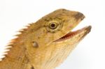 Closeup Lizard Small Reptile Stock Photo