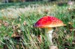 Fly Agaric Toadstool (amanita Muscaria) Stock Photo