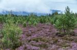 Scottish Heather In Full Bloom Near Aviemore Stock Photo