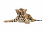 Baby Bengal Tiger Stock Photo