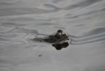 Frog In Pond Stock Photo