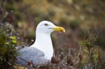 Seagull Bird In The Wild Stock Photo