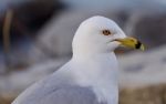 Beautiful Background With A Cute Gull Stock Photo