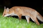 Wild Red Fox Stock Photo