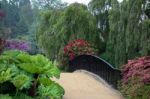 Rhodendrons In Sheffield Park Gardens Stock Photo