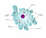 Anatomy Of A Amoeba Stock Photo