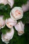 Pink Roses Bouquet Stock Photo