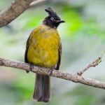 Black-crested Bulbul Stock Photo