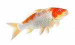 Koi Fish Isolated On The White Background Stock Photo