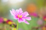 Pink Cosmos With Beautiful Stock Photo