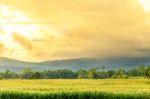 Landscape Of Corn Field And Wide Corn Farm With The Sunset Stock Photo