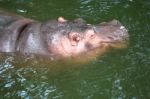 Hippopotamus Floating Stock Photo