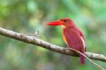 Ruddy Kingfisher Stock Photo