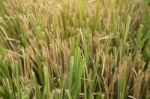 Vetiver Grass Or Vetiveria Zizanioides Stock Photo