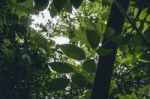 Green Leaves In A Forest Stock Photo