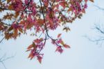 Cherry Blossom At Sky Stock Photo