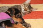 Mongrel Dog Puppy Sleeping With The Cat Stock Photo