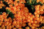 Orange With Yellow Pollen Chrysanthemum Flowers Stock Photo