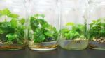 Figs Plant Tissue Culture Bottles Stock Photo