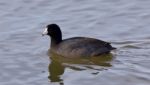 Beautiful Photo With Funny Weird American Coot In The Lake Stock Photo