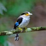 Female Silver-breasted Broadbill Stock Photo