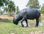 
Buffalo Muddy Cool Grazing In A Field With Happiness Stock Photo