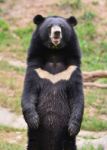 Asiatic Black Bear Stock Photo