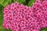 Spirea Japonica In The Garden Stock Photo