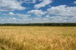 Field Of Rye Stock Photo