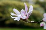 Pink Magnolia Flowering Stock Photo