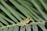 Tree Frog Stock Photo