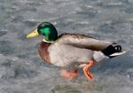 Beautiful Background With A Mallard Walking On Ice Stock Photo