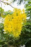 Purging Cassia Or Ratchaphruek Flowers ( Cassis Fistula ) Stock Photo