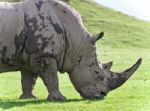 Isolated Image Of A Rhinoceros Eating The Grass Stock Photo