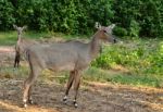 Nilgai Stock Photo