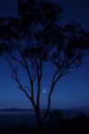 Trees In The Countryside In Queensland Stock Photo