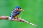 Blue-eared Kingfisher (female) Stock Photo