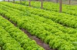 Plantation Of Lettuce In A Greenhouse In The Organic Garden Stock Photo