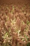 Field Of Australian Sorghum Stock Photo