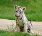 Baby White Tiger Stock Photo