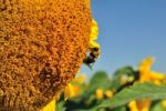 Bee On Sunflower Stock Photo